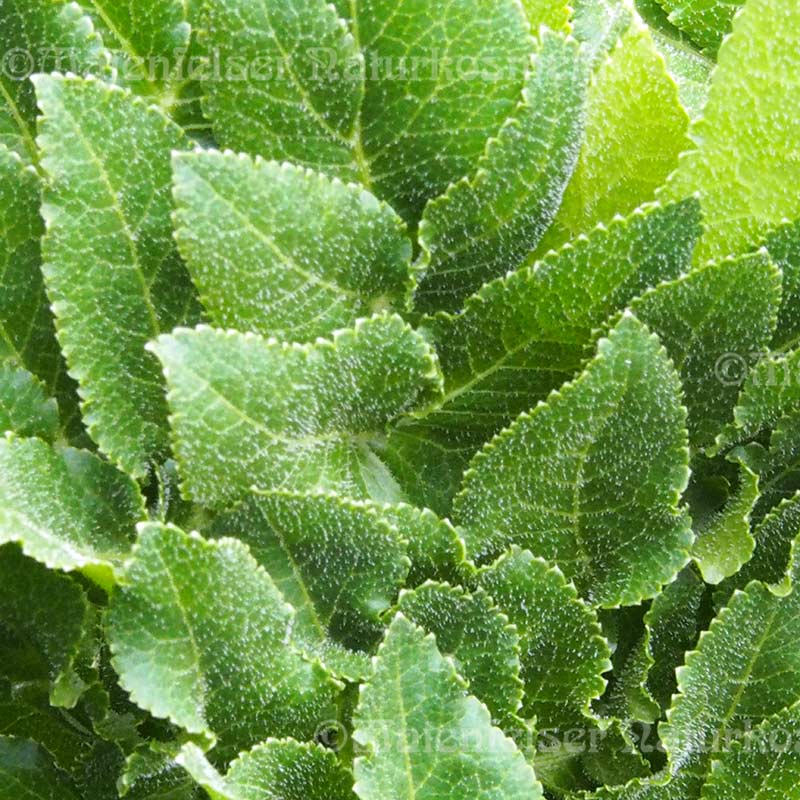 Opopanax (5 ml)