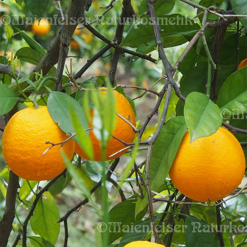 Orange süß 1a BIO