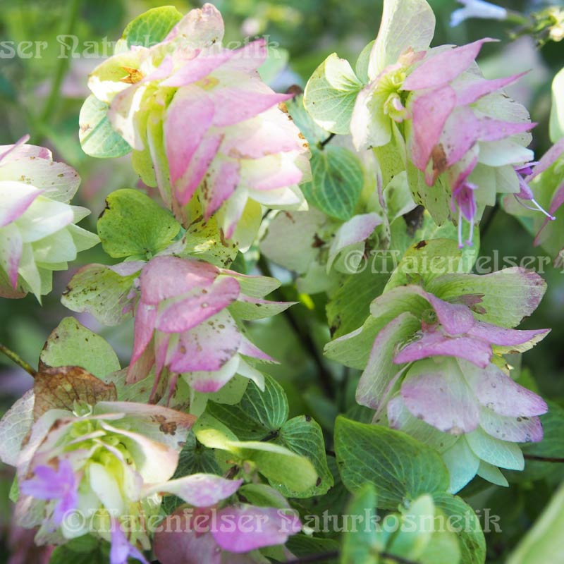 Origanum kaliteri (2ml)