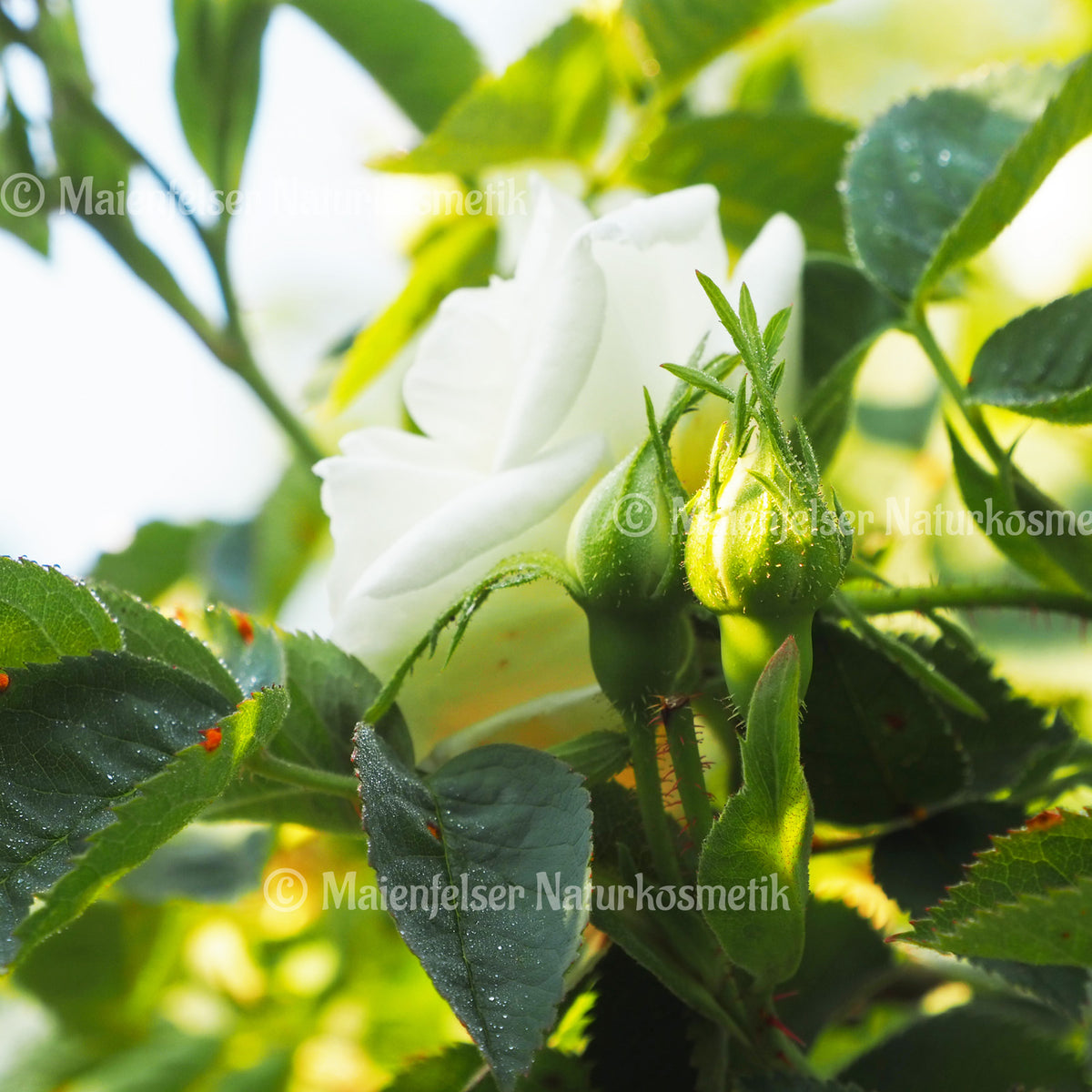 Rose weiß BIO (1 ml)