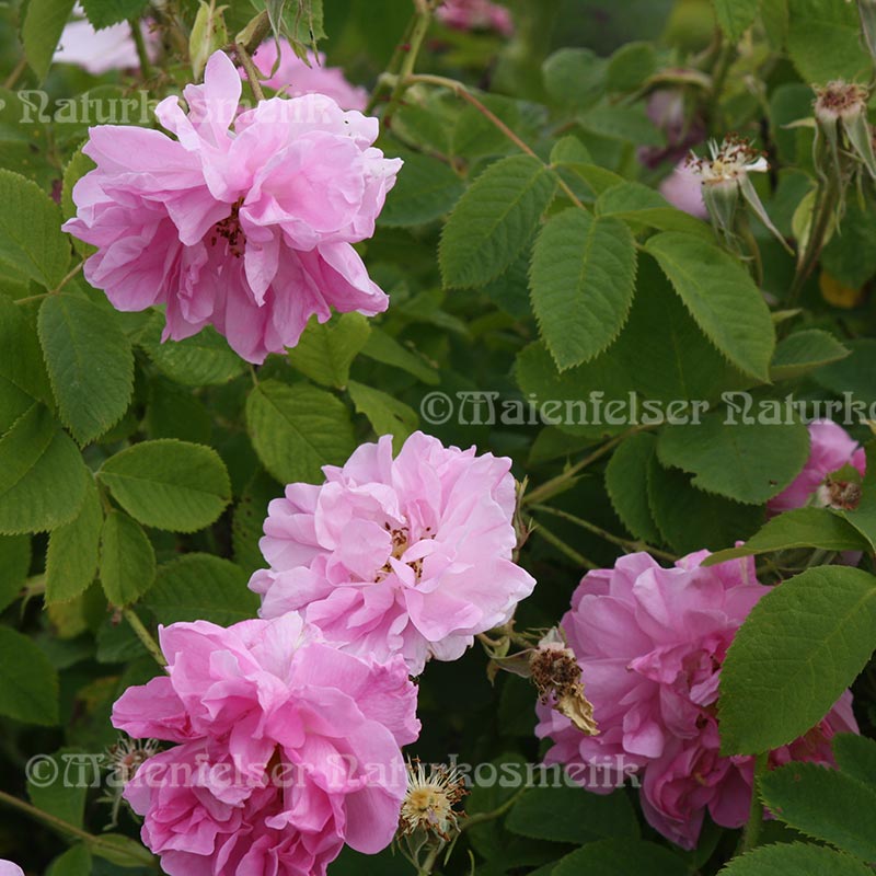 Rose abs. Moldawien (1 ml)
