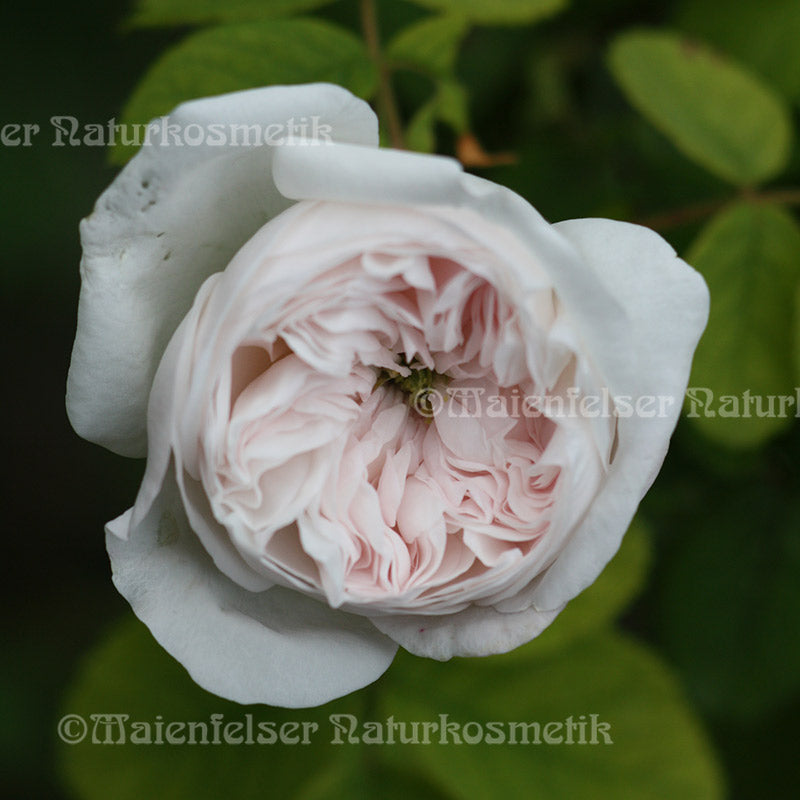 Rose concret spezial (1g)