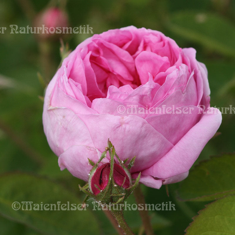 Rose - Mai-Rose dest. (1 ml)