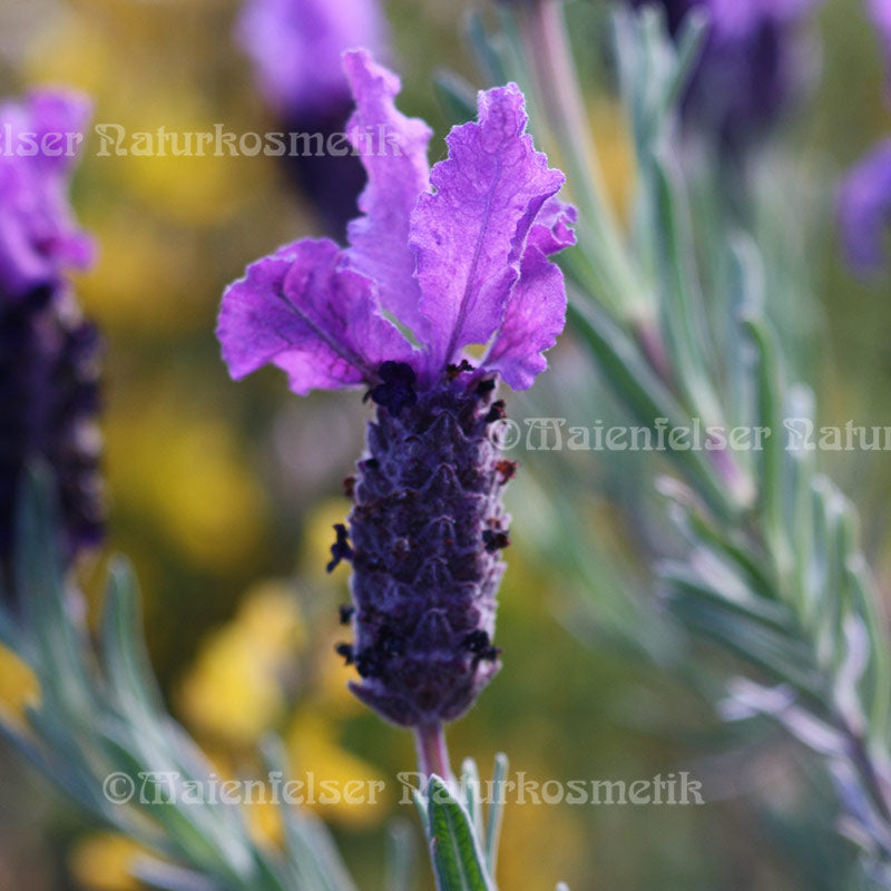 Lavendel Sevilla (5 ml)