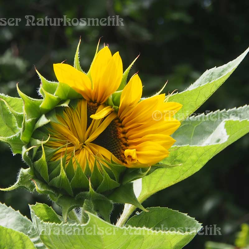 Sonnenblumenöl BIO