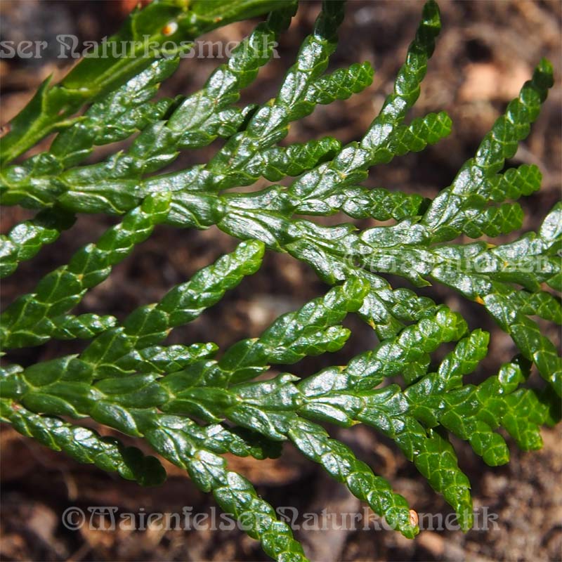 Thuja 1a BIO (2 ml)