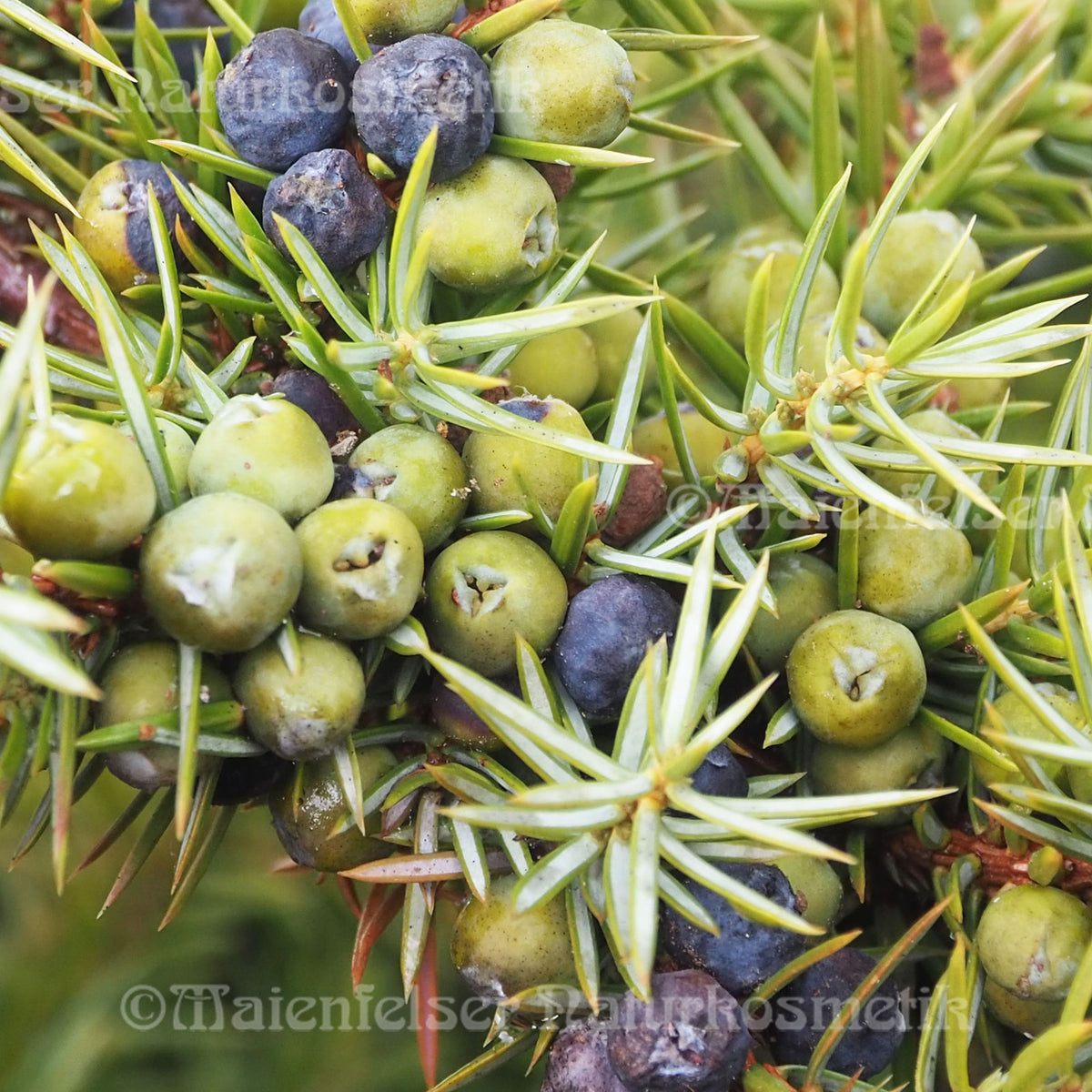 Wacholderbeeren Bio (5 ml)